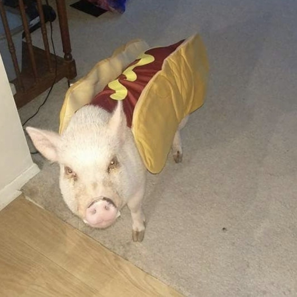 Pet dog costume - hot dog - Picture 5 of 6